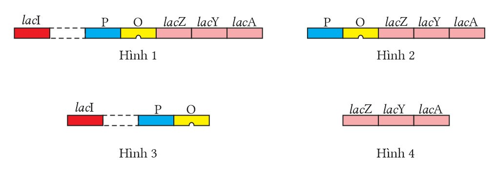 Trong số các hình bên hình nào mô tả cấu trúc Operon Lac ở E. coli?   (ảnh 1)