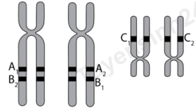 Hình vẽ sau mô tả 2 cặp NST thường đã nhân đôi trong giảm phân. Các alen của 3 gen (A, B và C) được kí hiệu ở hình bên. Khi kết thúc giảm phân, loại giao tử nào trong các loại giao tử sau chiếm tỉ lệ nhỏ nhất? (ảnh 1)