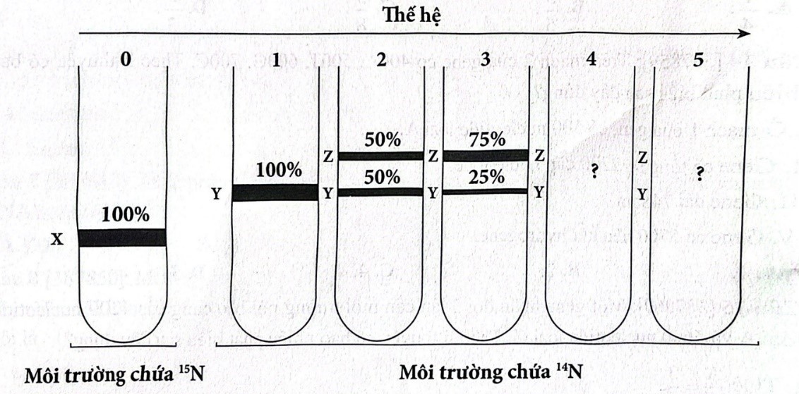 Một nhóm nghiên cứu thực hiện thí nghiệm để kiểm chứng mô hình nhân đôi DNA ở vùng nhân của tế bào nhân sơ. Họ đã nuôi một số vi khuẩn E. coli trong môi trường chỉ có nitơ đồng vị nặng 15N. (ảnh 1)