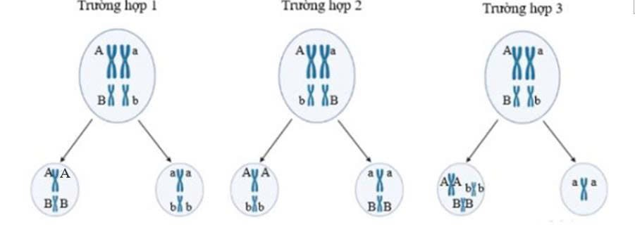 Hình 4 thể hiện một nhóm gồm 5 tế bào sinh tinh đều có kiểu gene AaBb đang ở kì giữa và kì cuối giảm phân I theo 3 trường hợp (ảnh 1)
