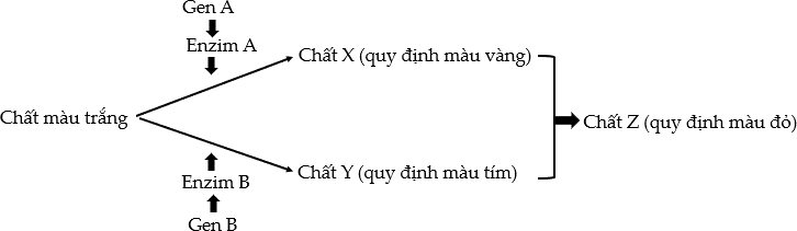 Ở một loài thực vật, tính trạng màu hoa do hai cặp gene A, a và B, b phân li độc lập cùng quy định theo sơ đồ sinh hoá ở hình sau.  (ảnh 1)