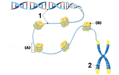 Hình dưới đây mô tả cấu trúc siêu hiển vi của NST, hai thành phần (A) và (B) lần lượt là cấu trúc nào sau đây? (ảnh 1)