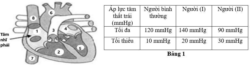 Hình dưới đây mô tả một phần cấu trúc giải phẫu tim và mạch máu ở người với các vị trí được đánh số từ (1) đến (8). Ở trạng thái nghỉ ngơi giá trị áp lực tâm thất trái của 3  (ảnh 1)
