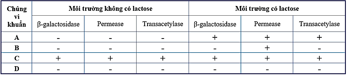 Ở vi khuẩn E.coli kiểu dại, sự biểu hiện của gene lacZ (mã hóa beta-galactosidase), gene lacY (mã hóa permease), gene lacA (mã hóa transacetylase) thuộc operon Lac (ảnh 1)