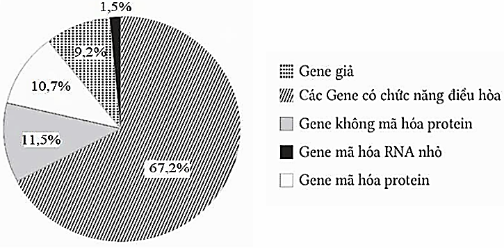 Trong dự án “Hệ gene người” các nhà sinh học phân tử đã giải được trình tự toàn bộ 3,2 tỉ cặp nucleotide trong bộ nhiễm sắc thể và xác định được tỉ lệ các loại gene (hình bên) cũng như nhiều đặc điểm của hệ gene người.  (ảnh 1)