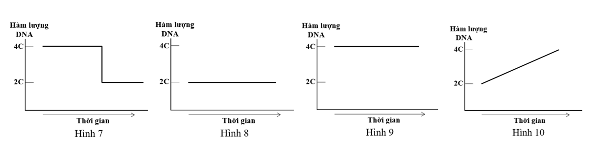 Các hình dưới đây mô tả sự thay đổi hàm lượng DNA trong tế bào soma của một cơ thể lưỡng bội ở các pha khác nhau của chu kì tế bào:  (ảnh 1)