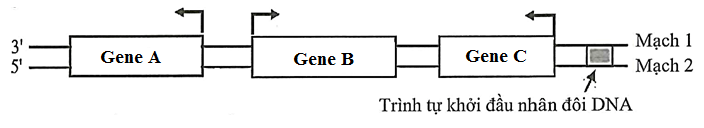 Hình dưới đây mô tả sơ đồ 3 gene A, B, C cùng nằm trên một phân tử DNA ở một loài vi khuẩn. Mũi tên ở mỗi gene chỉ vị trí bắt đầu phiên mã và hướng phiên mã của gene đó. (ảnh 1)