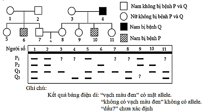 Cho phả hệ sau: (ảnh 1)