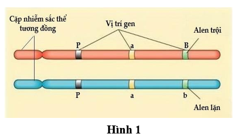 Phát biểu nào sau đây đúng với thông tin của Hình 1? (ảnh 1)