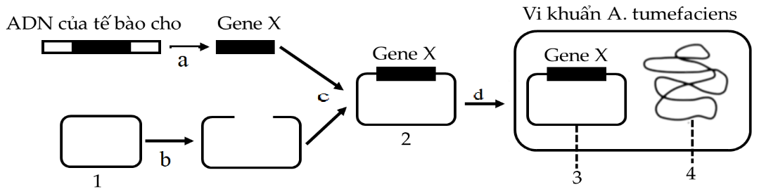 Để tạo giống lúa vàng (golden rice) giàu Beta-caroten góp phần cải thiện tình trạng thiếu vitamin A ở trẻ em, người ta cần chuyển gene X từ một loài thực vật vào cây lúa. Quy trình này sử dụng vi khuẩn Agrobacterium tumefacien (ảnh 1)