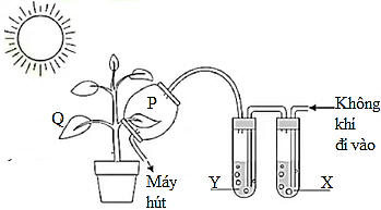 Một nhà khoa học tiến hành thí nghiệm nghiên cứu về một quá trình sinh lý ở cơ thể thực vật. Thí nghiệm được bố trí và thực hiện như 1.2 dưới đây. Thí nghiệm được tiến hành dưới ánh nắng trong 3 giờ, lá P và Q của cây được hái (ảnh 1)