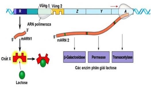 Hình sau mô tả về cơ chế hoạt động của operon Lac trong môi trường có lactose ở vi khuẩn E.	coli. Phát biểu nào sau đây sai? (ảnh 1)