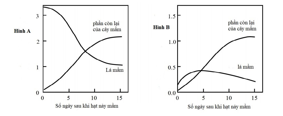Áp suất dương trong mạch rây (phloem) được hình thành như thế nào? Ở một loài cây có rễ củ, khi ra hoa cây sử dụng tinh bột ở rễ củ thì áp suất dương thay đổi như thế nào trong phloem từ rễ củ đến hoa? (ảnh 1)