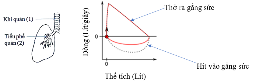 Để đánh giá chức năng hô hấp, dòng và thể tích của khí thở ra được đo đạc trong khi thở ra gắng sức (dòng dương) theo sau bởi một sự hít vào tận lực (dòng âm). Thể hiện dưới đây là một kết quả đo được từ 1 bệnh nhân (đường nét liền). (ảnh 1)