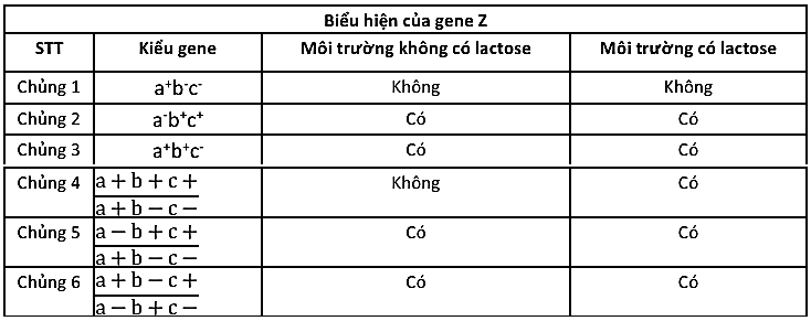 Nghiên cứu biểu hiện của các gene trong operon lac ở các chủng vi khuẩn E. coli có 1 hoặc 2 operon trong một tế bào, người ta thu được kết quả thể hiện qua bảng sau: (ảnh 1)