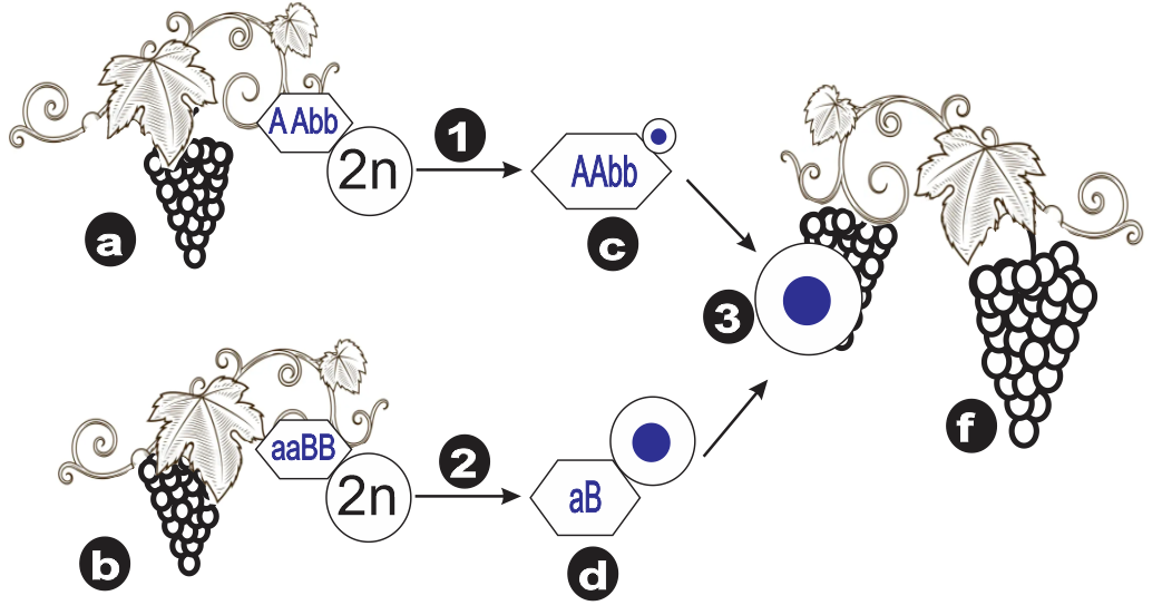 Sơ đồ mô tả sự giảm phân, thụ tinh và hình thành giống cây trồng. Nhận định nào sau đây là đúng về sơ đồ này? (ảnh 1)