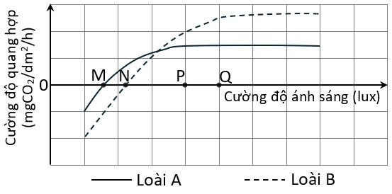 Kiểm tra cường độ quang hợp theo sự thay đổi cường độ ánh sáng của 2 loài cây khác nhau, người ta thu được kết quả thể hiện ở đồ thị Hình 4: (ảnh 1)