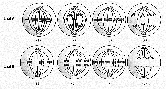 Quan sát quá trình phân bào của một số tế bào thuộc loài A và loài B thu được một số hình ảnh sau: (ảnh 1)