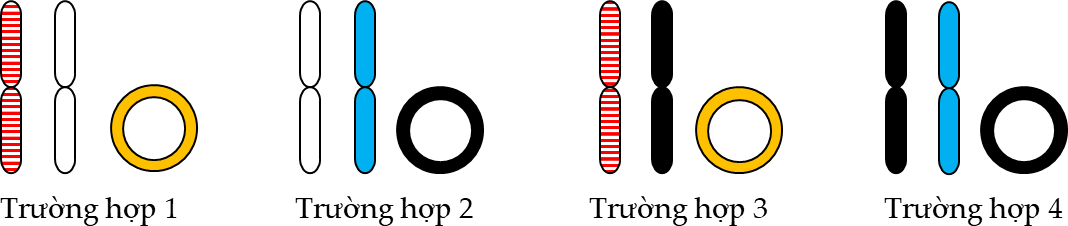 Sơ đồ ở hình bên cho thấy cặp nhiễm sắc thể số 3 và DNA ty thể từ tế bào da của một cặp vợ chồng. (ảnh 2)