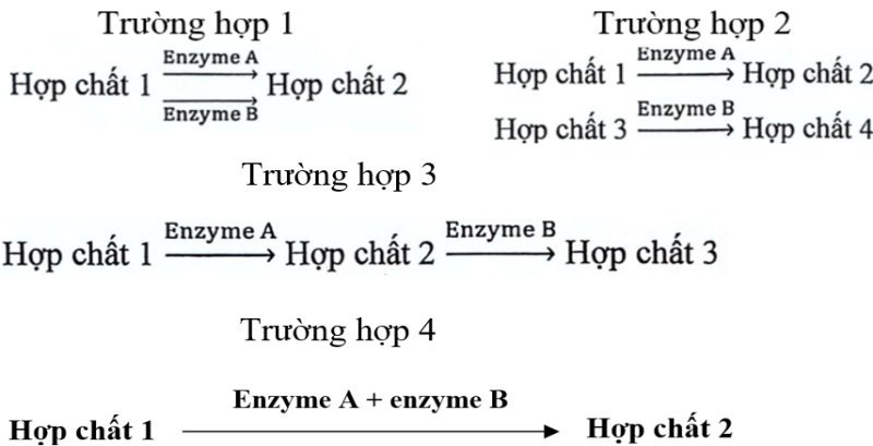 Các thí nghiệm nhằm kiểm tra các giải thích về mặt sinh hóa có thể có đối với các biến thể của tỉ lệ kiểu hình theo quy luật của Mendel. (ảnh 1)