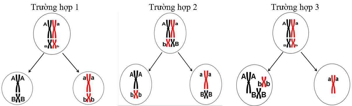Hình dưới đây thể hiện một nhóm gồm 6 tế bào sinh tinh đều có kiểu gene AaBb đang ở kì giữa và kì cuối giảm phân I theo 3 trường hợp; trong đó có 4 tế bào diễn ra theo trường hợp 1; 1 tế bào diễn ra theo trường hợp 2; 1 tế bào  (ảnh 1)