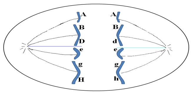 Hình sau thể hiện một tế bào trong 1 cơ thể lưỡng bội đang phân bào. Các chữ cái thể hiện các allele trên NST. Phân tích hình, hãy chỉ rõ: (ảnh 1)