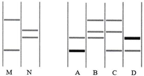 Xét một lôcut gene trên nhiễm sắc thể số 21 có 4 allele. Người ta tiến hành thụ tinh trong ống nghiệm từ các tinh trùng của anh M và trứng của chị N, thu được các hợp tử cho phát triển thành phôi (ảnh 1)