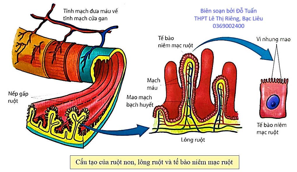Hình sau đây mô tả cấu trúc của ruột non, lông ruột và tế bào niêm mạc ruột. Khi nói về ruột non, lông ruột và tế bào niêm mạc ruột, có bao nhiêu phát biểu sau đây đúng? (ảnh 1)