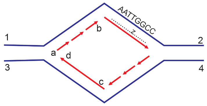 Hình bên mô tả cơ chế nhân đôi. Có bao nhiêu nhận định sau đây đúng? I. Mạch 1-2 có chiều 3’-5’. II. Mạch mới [z] có chiều 5’-3’. (ảnh 1)