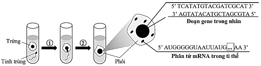 Câu 5.	Phương pháp IVF “thụ tinh trong ống nghiệm” ở Việt Nam đã mất hơn 10 năm để chuẩn bị do hạn chế về cơ sở vật chất, kỹ thuật, nhân lực chuyên môn.  (ảnh 1)