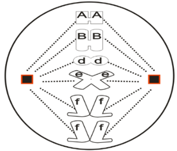 Quan sát dưới kính hiển vi một tế bào của một loài động vật có xương sống lưỡng bội theo Hình 2. (ảnh 1)