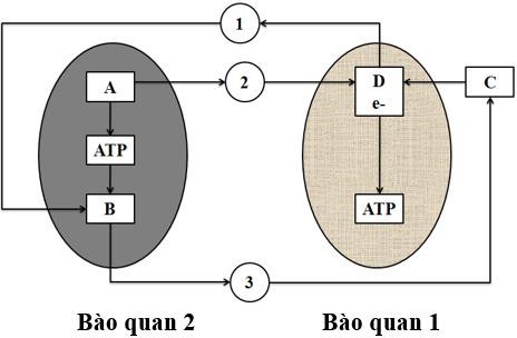 Sơ đồ sau mô tả các quá trình sinh học diễn ra trong các bào quan ở một tế bào thực vật. Biết rằng A, B, C, D là kí hiệu của các giai đoạn (pha) và (1), (2), (3) là kí hiệu của các chất được tạo ra. (ảnh 1)