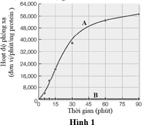 Các nhà khoa học đã xác định được rằng mRNA nhân tạo có trình tự gồm toàn nucleotide loại U (polyU) chứa mã di truyền mã hoá cho amino acid phenylalanine. Một thí nghiệm đã được tiến hành như sau: (ảnh 1)