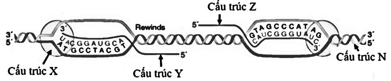 Hình sau đây mô tả về một cơ chế di truyền phân tử ở một loài sinh vật. Có bao nhiêu phát biểu đúng về hình trên? (ảnh 1)