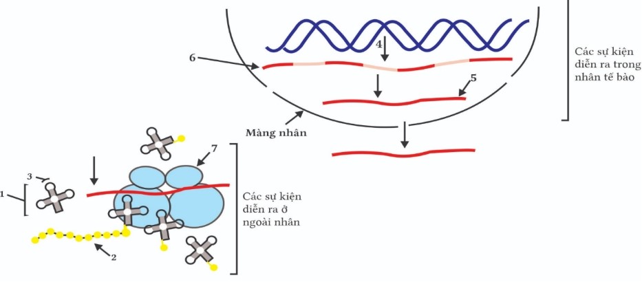 H&igrave;nh vẽ dưới đ&acirc;y m&ocirc; tả c&aacute;c cơ chế di truyền diễn ra trong một tế b&agrave;o. Biết rằng (4) l&agrave; k&iacute; hiệu của sự kiện diễn ra trong nh&acirc;n tế b&agrave;o, 1, 2, 5, 6, 7 l&agrave; k&iacute; hiệu c&aacute;c đại ph&acirc;n tử sinh học. (ảnh 1)