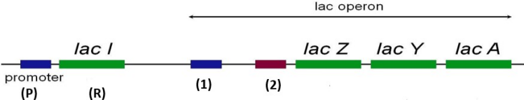 Hình dưới mô tả cấu trúc của operon lac theo Monod và Jacob   Theo mô hình này, trong điều kiện có lactose thì RNA polymerase sẽ bám vào vị trí nào để tiến hành phiên mã nhóm gene cấu trúc? A.  cấu trúc (2).	B.  P của LacI.	C.  LacZ.	D.  cấu trúc (1). (ảnh 1)