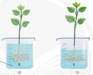 Trong thí nghiệm chứng minh sự hút nước ở rễ, kết quả thí nghiệm thể hiện ở cốc (2) và (3) trong hình dưới. Phát biểu nào sau đây đúng khi nói về cốc (2) và cốc (3)? (ảnh 1)