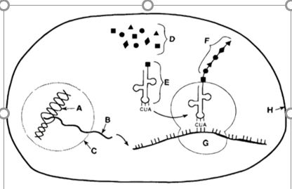 Sơ đồ dưới đây thể hiện các thành phần và cơ chế di truyền xảy ra trong tế bào. Nhận định nào sau đây là đúng? (ảnh 1)