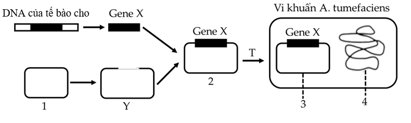 Để tạo giống lúa vàng (golden rice) giàu Beta-caroten góp phần cải thiện tình trạng thiếu vitamin A ở trẻ em, người ta cần chuyển gene X từ một loài thực vật vào cây lúa.  (ảnh 1)