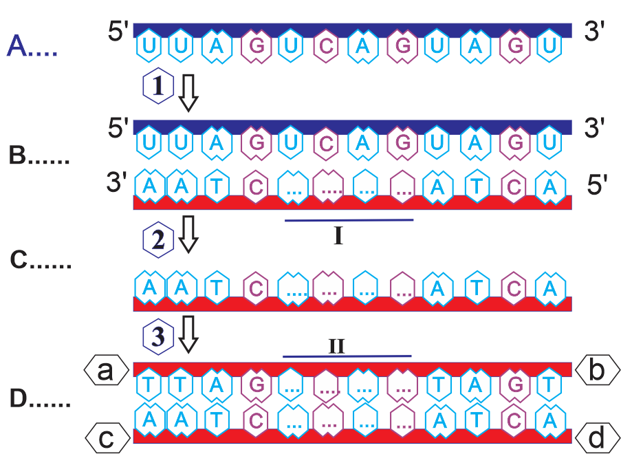 Hình sau đây mô tả quá trình phiên mã ngược ở virus. Cho các nhận định sau, có bao nhiêu nhận định đúng? (ảnh 1)