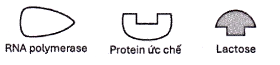 Hình 2 mô tả các thành phần tham gia vào quá trình điều hòa hoạt động của gene trong một operon cảm ứng (operon Lac) của vi khuẩn E. coli (ảnh 1)