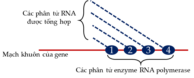 Hình dưới mô tả quá trình phiên mã diễn ra trên mạch làm khuôn của một gene với sự tham gia xúc tác của 4 phân tử enzyme RNA polymerase (kí hiệu 1, 2, 3, 4).  (ảnh 1)