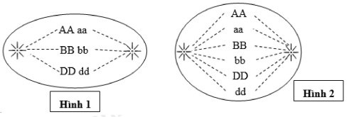 Khi quan sát hai tế bào thuộc cùng một loại tế bào đang thực hiện các quá trình phân bào như hình vẽ dưới đây. Hãy cho biết bộ nhiễm sắc thể lưỡng bội( 2n) của loài này là bao nhiêu? (ảnh 1)