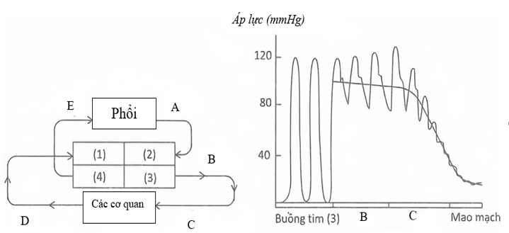 Hình 5a mô tả hệ tuần hoàn máu của người bình thường. Các chữ số (1), (2), (3), (4) chú thích cho các buồng tim (gồm tâm nhĩ và các tâm thất);  (ảnh 1)