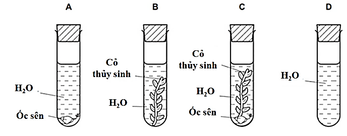 Bốn ống nghiệm được thiết lập như trong sơ đồ bên dưới và để dưới ánh sáng mặt trời đầy đủ. Sau 1 giờ, ống nghiệm nào chứa nhiều carbon dioxide (CO2) hoà tan nhất? (ảnh 1)