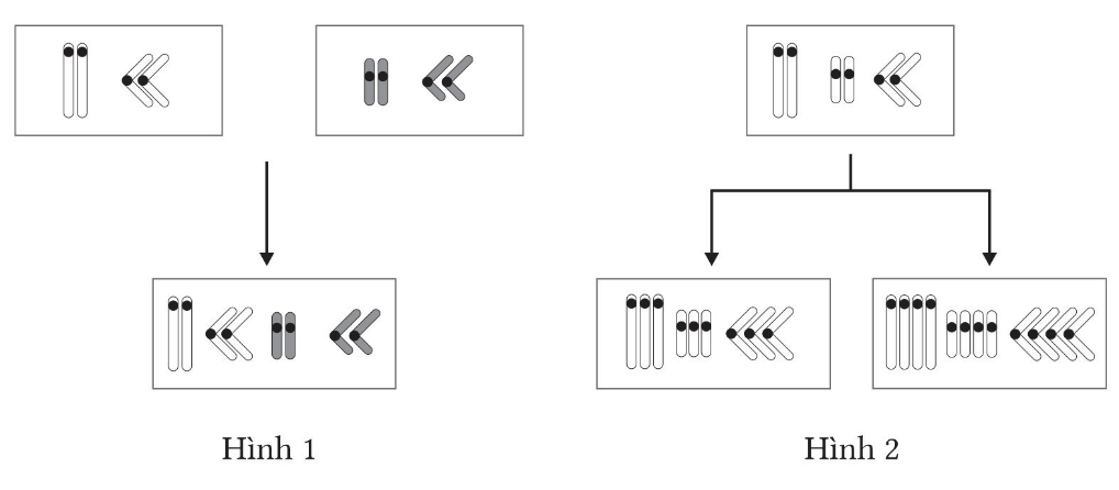 Hình dưới đây mô tả các dạng đột biến đa bội ở các loài thực vật. Theo lý thuyết, phát biểu nào sau đây đúng?. (ảnh 1)