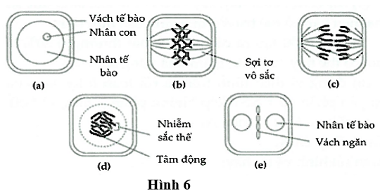 Khi quan sát quá trình phân bào của một tế bào sinh dưỡng ở một loài sinh vật, một học sinh đã vẽ lại hình 6 sau: (ảnh 1)