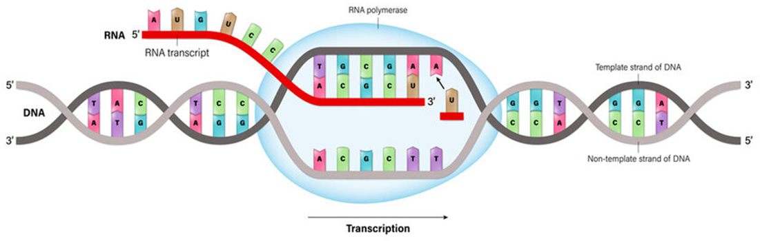Quan sát hình dưới đây và cho biết phát biểu nào không đúng?  (ảnh 1)