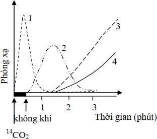 Sử dụng nguồn 14CO2 để theo dõi sự xuất hiện của 14C trong các hợp chất hữu cơ trong quá trình quang hợp xảy ra ở cây mía. Kết quả được thể hiện ở đồ thị dưới đây. (ảnh 1)