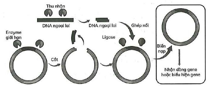 Hình bên dưới thể hiện sơ đồ công nghệ DNA tái tổ hợp, có bao nhiêu loại enzyme giới hạn tham gia cắt DNA ngoại lai và vector?   A. 1.                         B. 2.                        C. 3.                    D. 4. (ảnh 1)